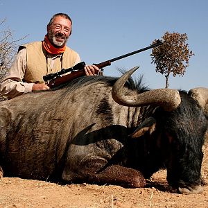 Blue Wildebeest