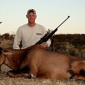 Red Hartebeest