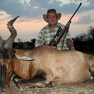 Red Hartebeest