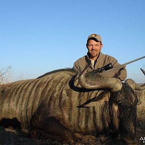 Blue Wildebeest