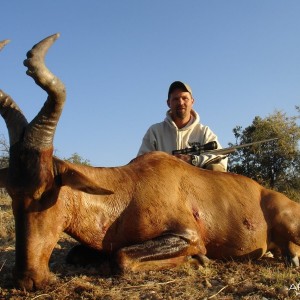 Red Hartebeest