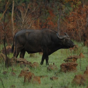 Old buffalo bull in the late afternoon