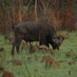 The old bull feeding