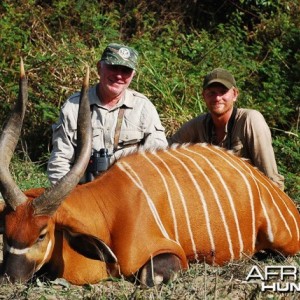 30 inch Bongo CAWA Safari CAR