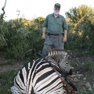 Zebra Stallion from a different angle