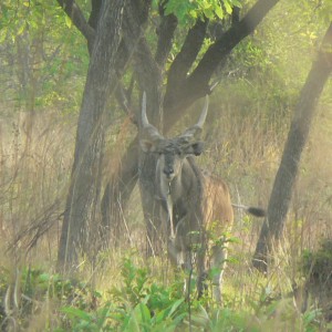 Lord Derby Eland in CAR