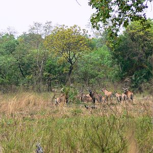 Roan Antelope