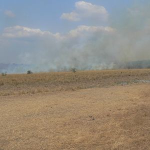 Bush Fire