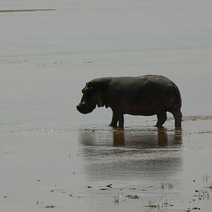 hippo