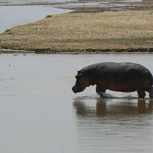 hippo