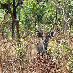 Lord Derby Eland in CAR