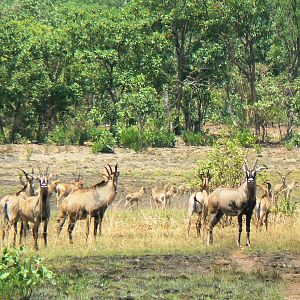 Roan Antelope