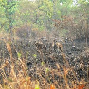 Spotted Hyena