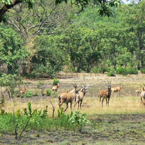 Roan Antelope