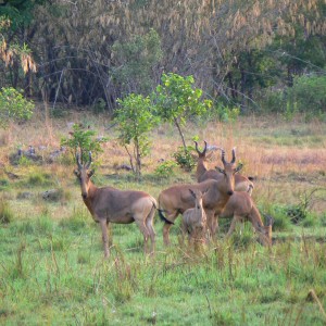 Hartebeest