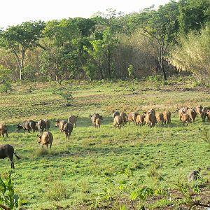 Buffalo