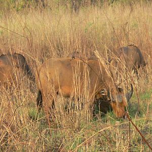 Buffalo