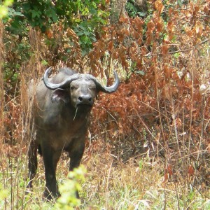 Buffalo