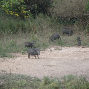 Giant forest Hog family in CAR