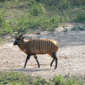 Bongo in CAR