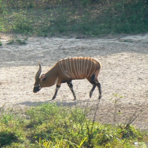 Bongo in CAR