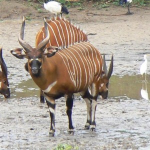 Bongo in CAR