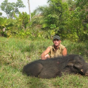 Giant Forest Hog