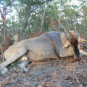 Lord Derby Eland in CAR