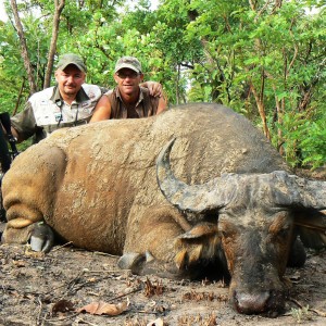 Hunting Buffalo