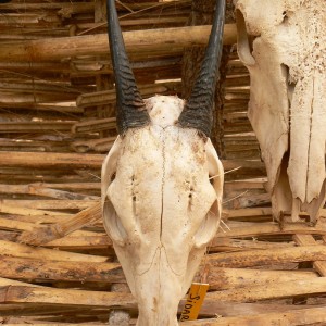 Yellow Back Duiker trophy