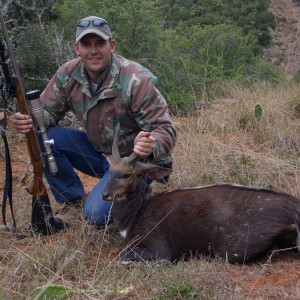 Bushbuck