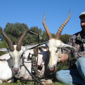 White Springbok and Blesbok with bow, took with Warthog Safaris