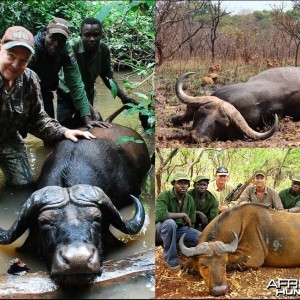 Different buffalos in the same hunting area in CAR