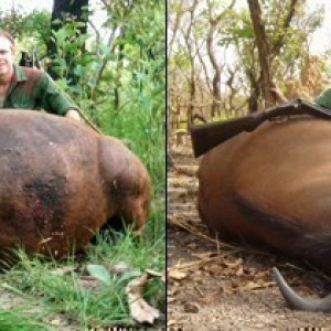 Central African Buffalo