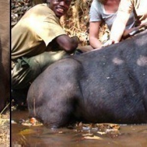 Central African Buffalo