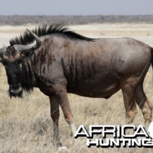 Blue Wildebeest