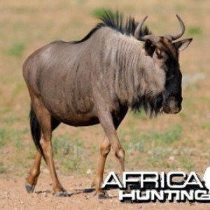 Blue Wildebeest