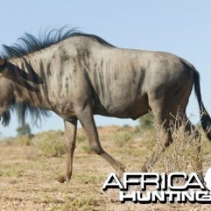 Blue Wildebeest