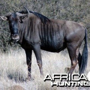 Blue Wildebeest