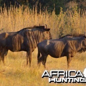 Blue Wildebeest