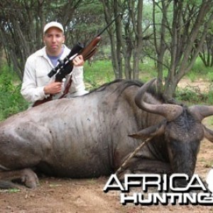 Blue Wildebeest Hunting in Namibia