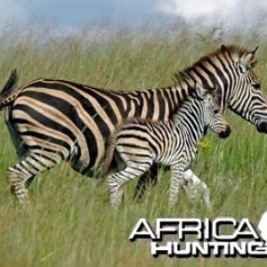 Burchell's Zebra Mare and Foal (Plain Zebra)