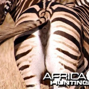 Burchell's Zebra Mare (Plain Zebra)