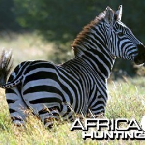 Burchell's Zebra Stallion (Plain Zebra)