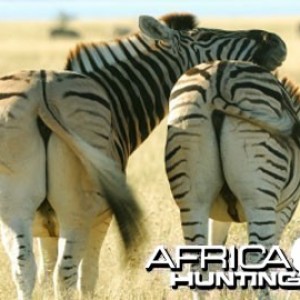 Burchell's Zebra Stallions (Plain Zebra)