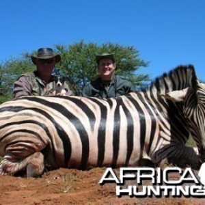 Burchell's Zebra (Plain Zebra) Namibia