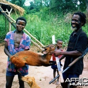 Ruwenzori Red Duiker