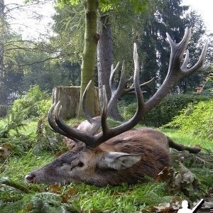 Red Stag Rut hunt, Grafenwohr Germany 2008