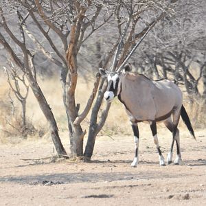 Gemsbok Namibia