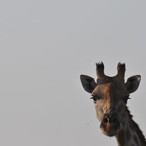 Giraffe Namibia